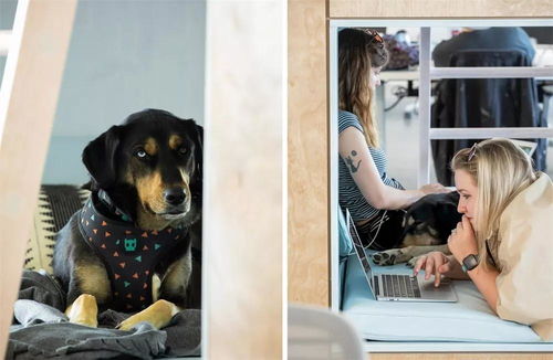 警惕創(chuàng)意辦公空間SU模型 寵物衣架顏值過高帶來的隱患